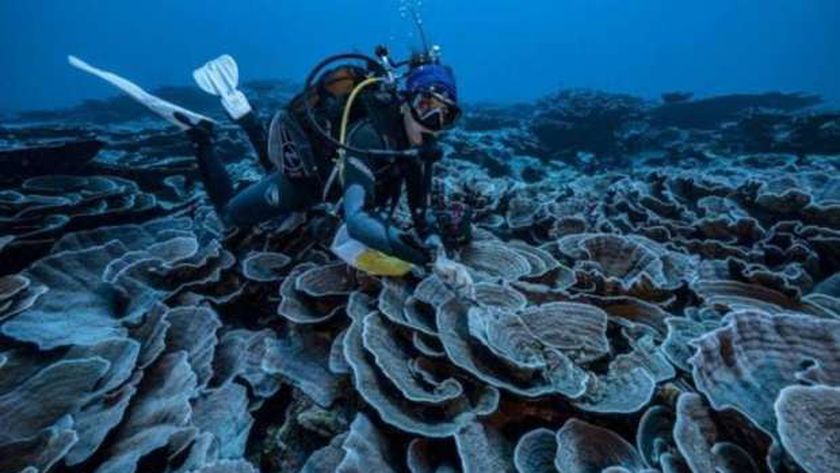 الشعاب المرجانية المكتشفة أمام سواحل تاهيتي