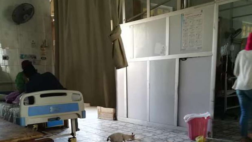 القطط تشارك مرضى مستشفى «الميرى» بالإسكندرية الأسرة