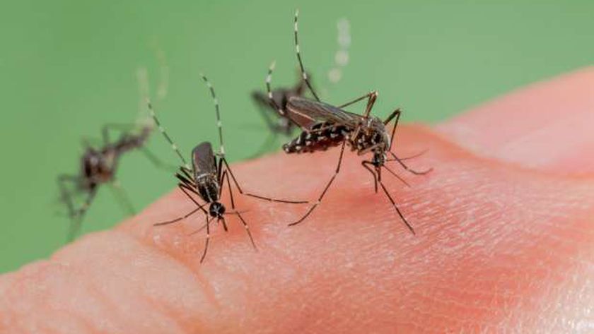 Paris combat pour la première fois le « moustique tigre »… il se propage à 71 départements français – World news