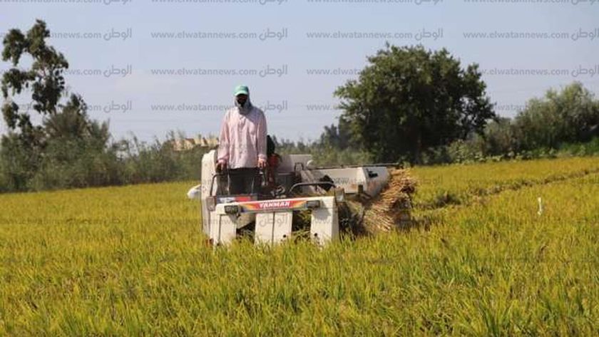 الرى : غرامات فورية على المزارعين بسبب إهدار المياه على "الأرز"