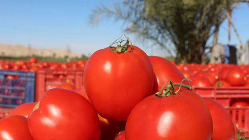 احذر شراء هذا النوع من الطماطم.. تسبب التسمم وتؤثر على الجهاز الهضمي - منوعات - الوطن