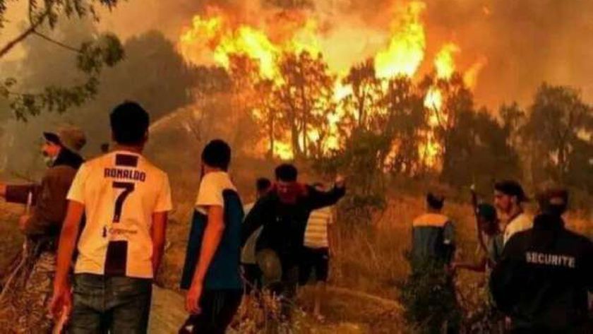 الجزائر: اندلاع 39 حريقا في 14 ولاية.. وجهود متواصلة لإخمادها «فيديو» -  أخبار العالم - الوطن