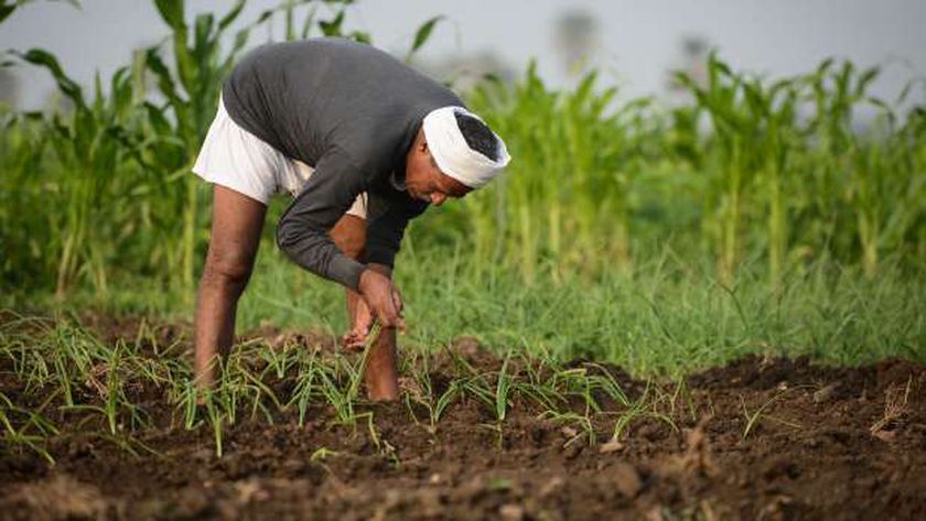 أسعار الأسمدة الزراعية تتجه للتراجع 400 جنيه في مصر