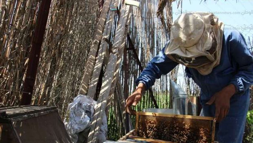 تجارة وإنتاج النحل يواجهان مشاكل عديدة