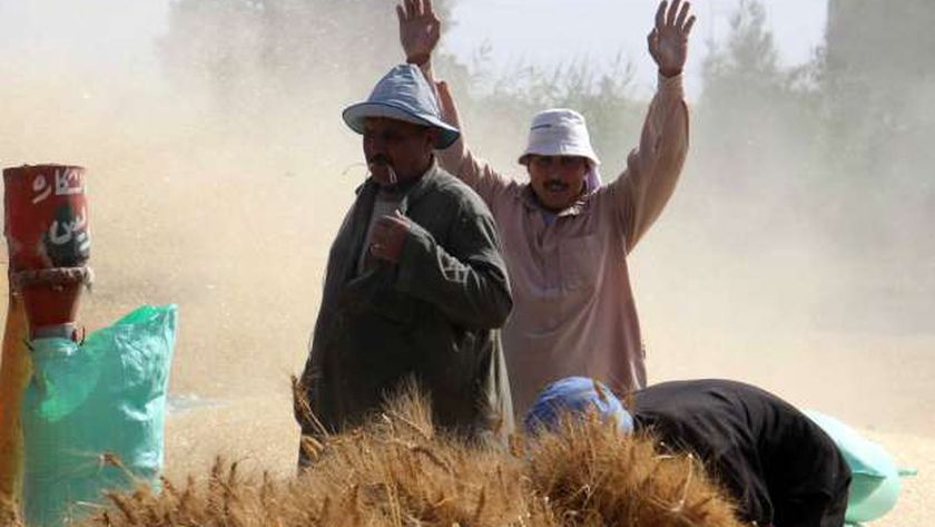 موسم حصاد القمح بمصر