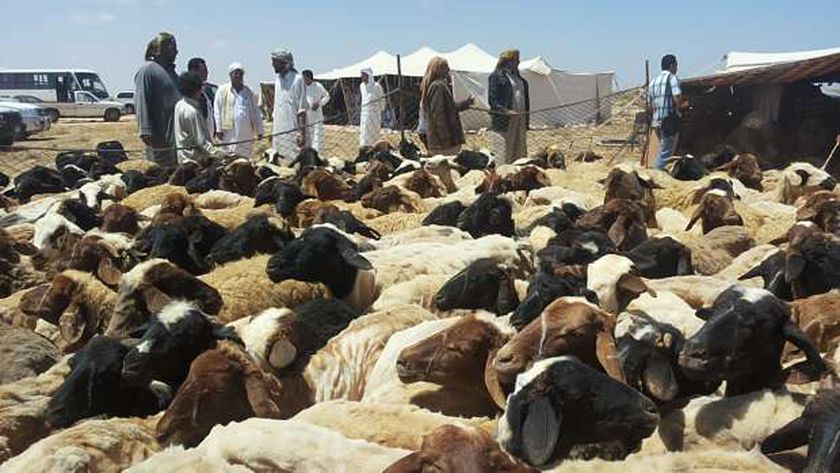 صورة أخبار محافظة مطروح.. 4 أحداث أهمها دعم الثروة الحيوانية ومربي الماشية – المحافظات
