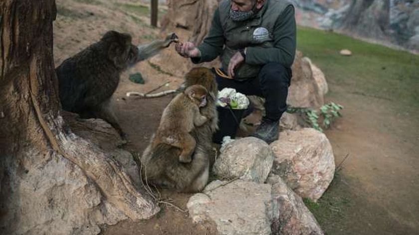 صورة إغلاق كورونا يهدد ألفي حيوان في حديقة يونانية بالموت جوعا – العرب والعالم