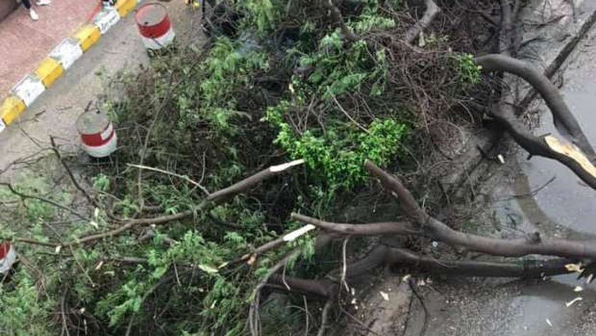سقوط أشجار بكفر الشيخ