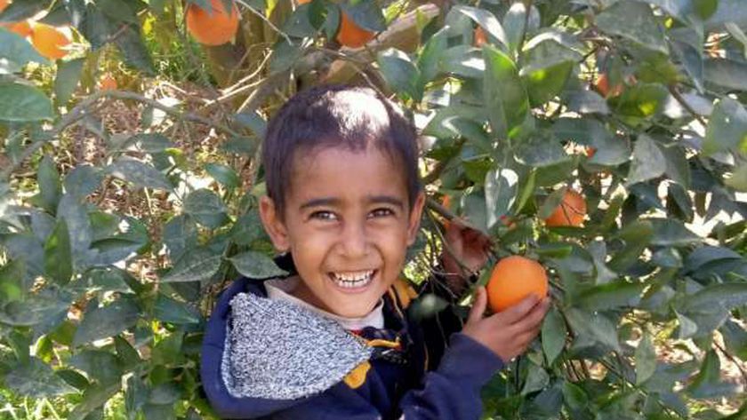 يلا خبر  | حصاد البرتقال في البحيرة يرسم الفرحة على وجوه الأطفال (صور) – المحافظات