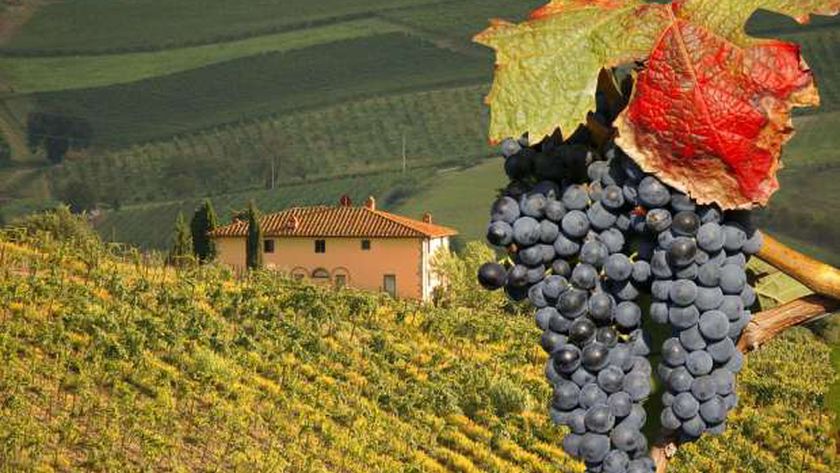 مزارع العنب في توسكاني بإيطاليا