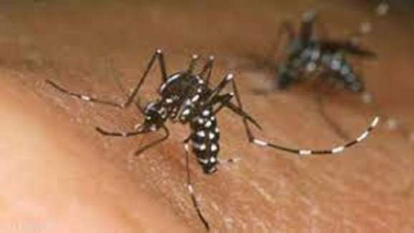 9 Informations sur le « moustique tigre » après sa propagation en France.  Votre danger augmente (Vidéo) – World News