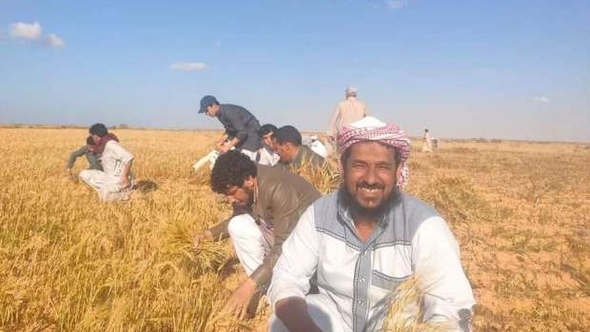 حصاد الشعير في سيدي براني غرب مطروح