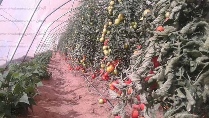 مزرعة طماطم